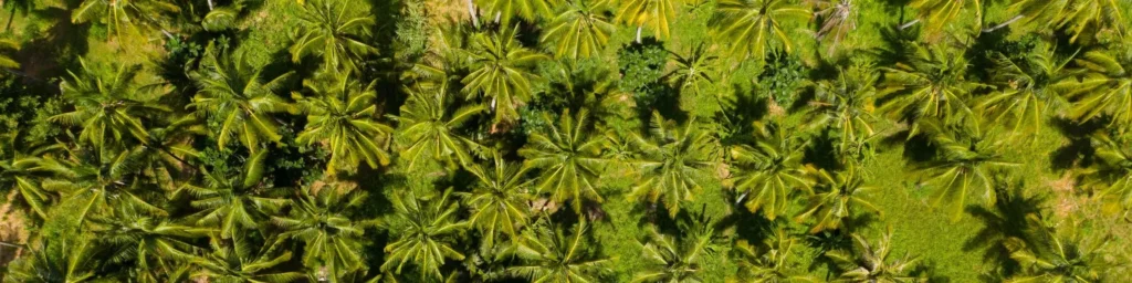 Palm trees in Lombok
