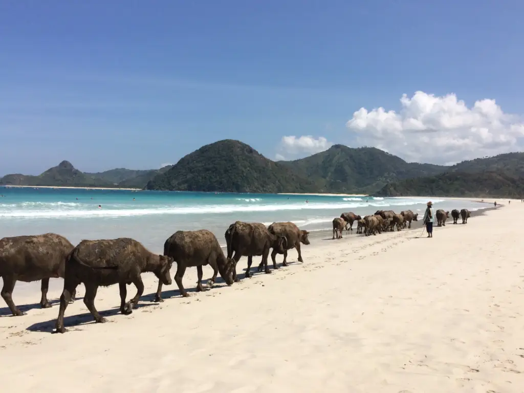 Selong-Belanak-Beach-water-buffaloes 
