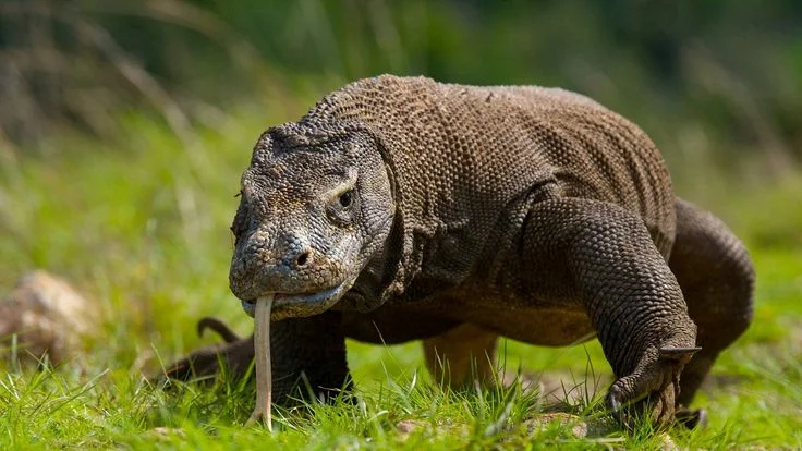 komodo island tour package
