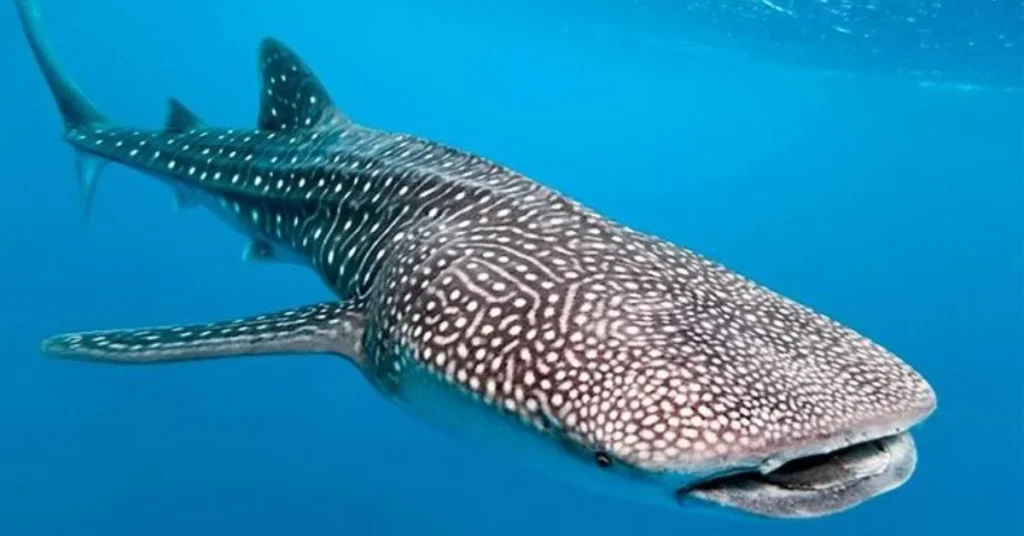 whale sharks