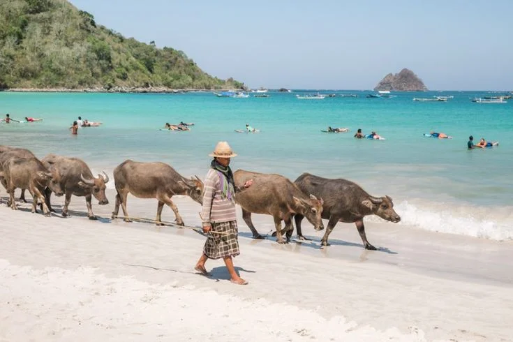 Selong belanak Beach Lombok