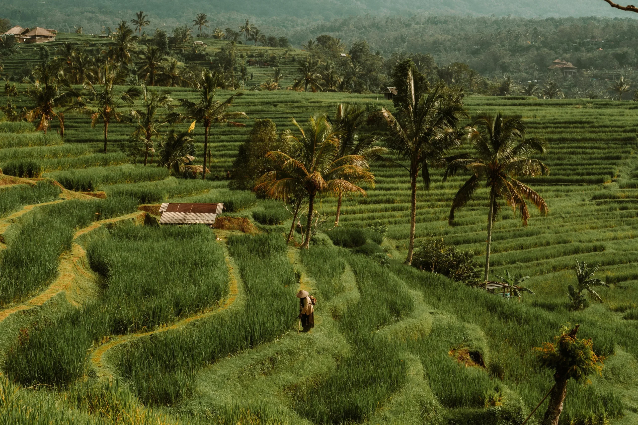 Rice Fields in Tetebatu Lombok