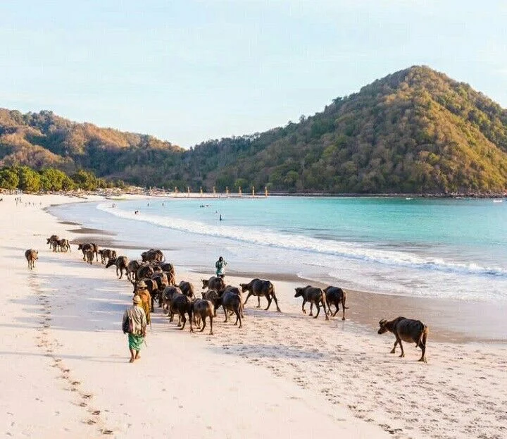 buffalo selong belanak